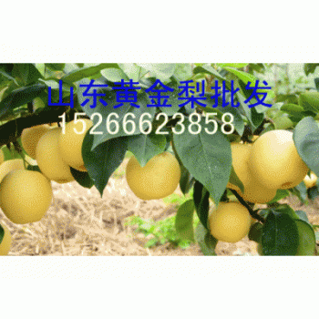 今日山東黃金梨皇 梨產地價格